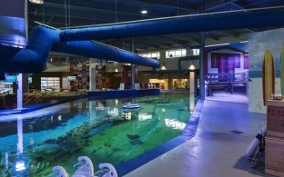 OdySea Aquarium Rays in Pond